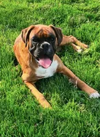 Cowboy, a male Boxer for sale in Bethalto, IL – Photo 9 of 10