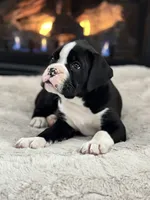 Cowboy, a male Boxer for sale in Bethalto, IL – Photo 1 of 10