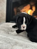 Cowboy, a male Boxer for sale in Bethalto, IL – Photo 5 of 10