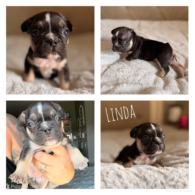 Linda – French Bulldog puppy for sale in Campbellsport, WI