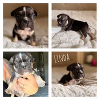 Linda, a female French Bulldog for sale in Campbellsport, WI – 1 of 2