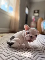 2-Spots, a female French Bulldog for sale in Campbellsport, WI – Photo 4 of 6