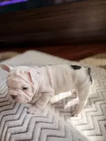 2-Spots, a female French Bulldog for sale in Campbellsport, WI – Photo 5 of 6