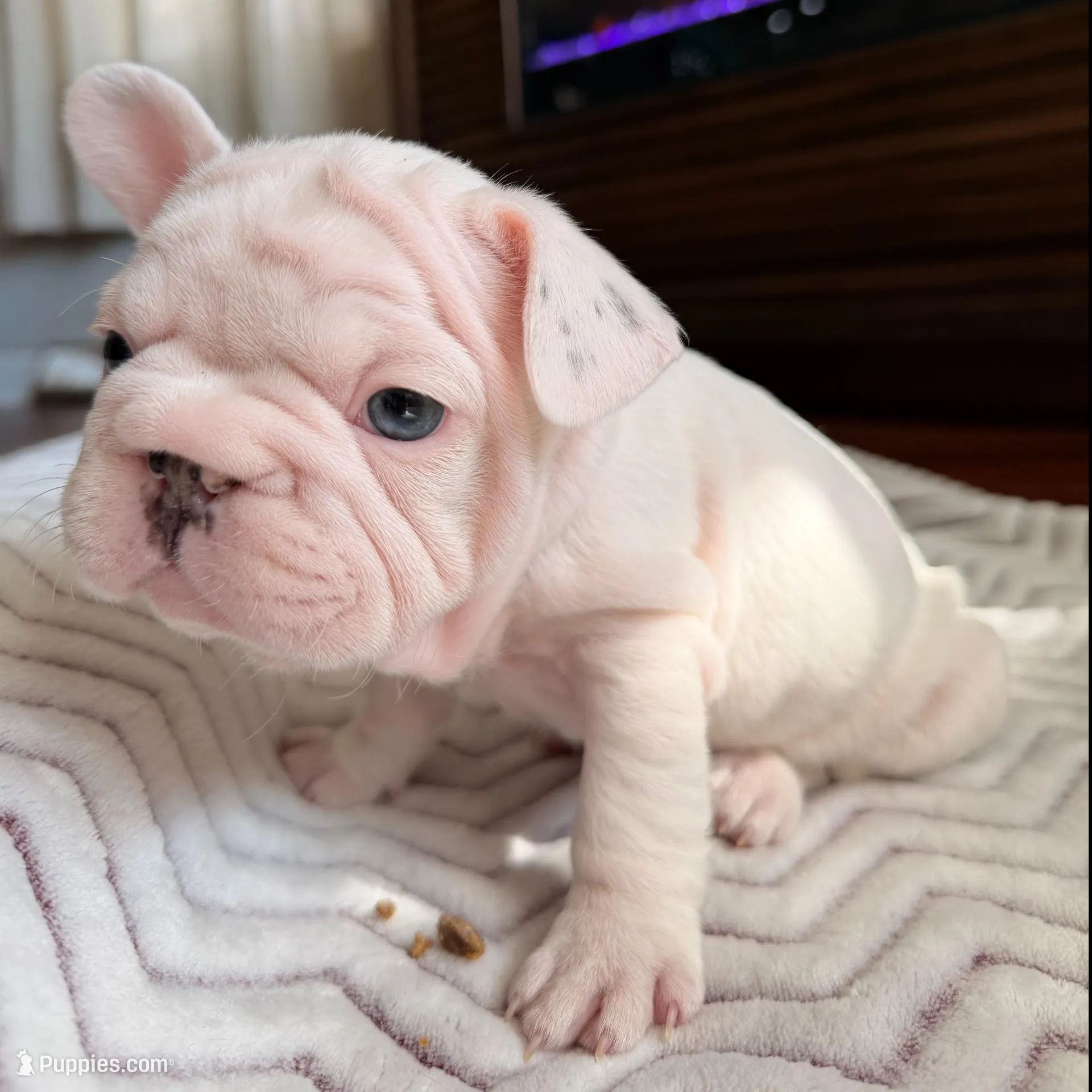 2-Spots, a female French Bulldog for sale in Campbellsport, WI – Photo 6 of 6