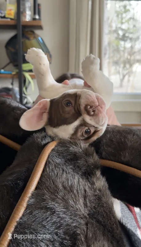 Shelby – French Bulldog puppy for sale in Campbellsport, WI