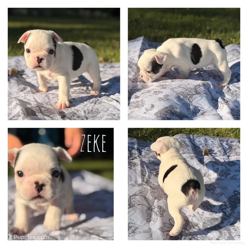 Zeke – French Bulldog puppy for sale in Campbellsport, WI