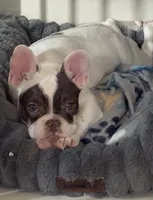 Shelby, a female French Bulldog for sale in Campbellsport, WI – 8 of 10