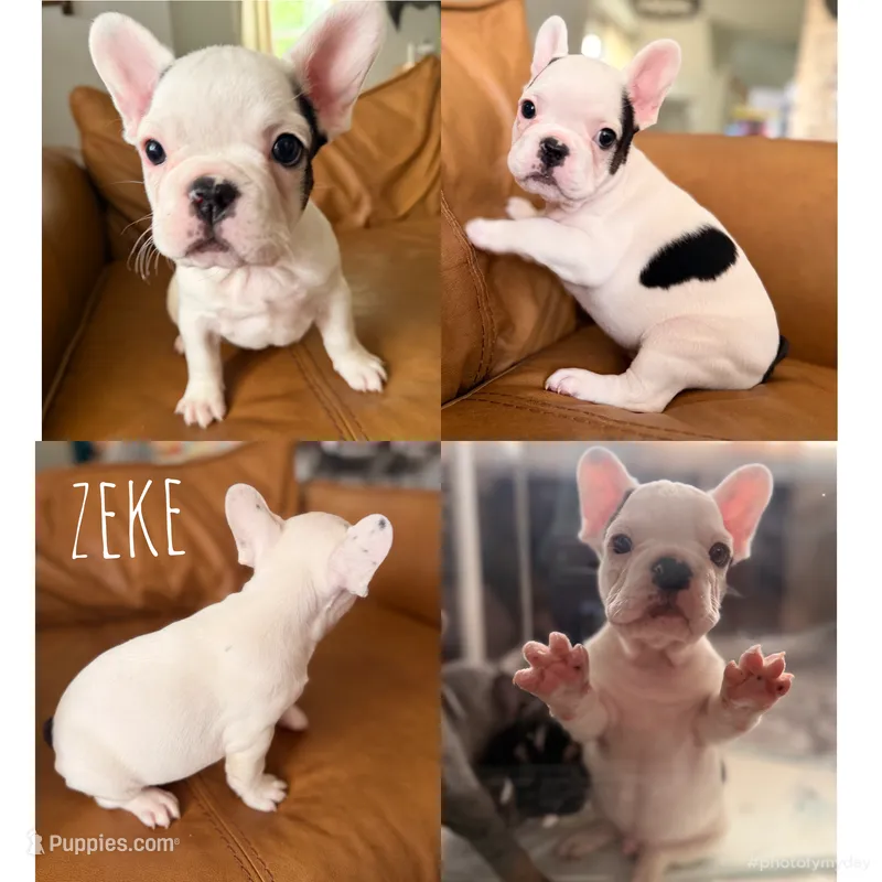 Zeke – French Bulldog puppy for sale in Campbellsport, WI