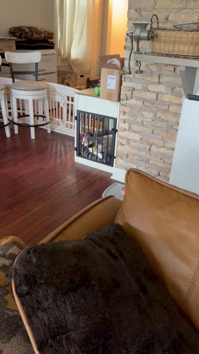 Shelby, a female French Bulldog for sale in Campbellsport, WI – 9 of 10