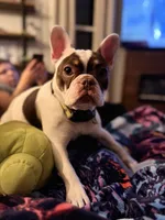 Shelby, a female French Bulldog for sale in Campbellsport, WI – 6 of 10