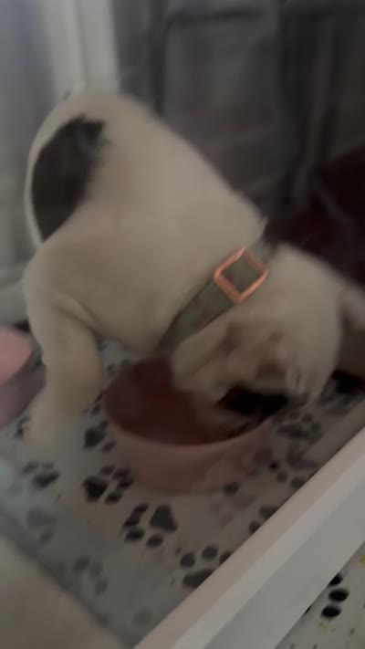 Shelby, a female French Bulldog for sale in Campbellsport, WI – 10 of 10