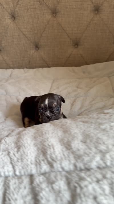Linda, a female French Bulldog for sale in Campbellsport, WI – 2 of 2