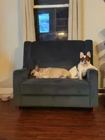 Shelby, a female French Bulldog for sale in Campbellsport, WI – 7 of 10