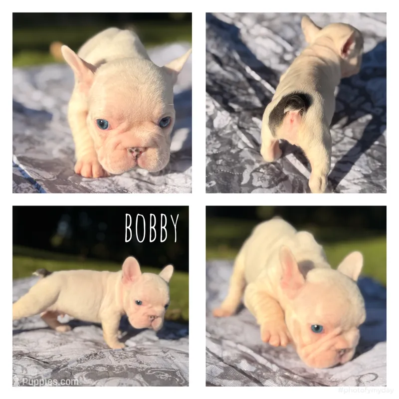 Bobby – French Bulldog puppy for sale in Campbellsport, WI