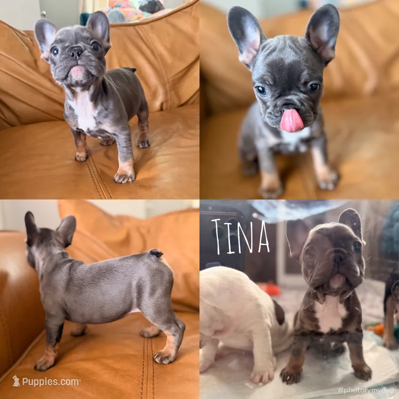 Tina – French Bulldog puppy for sale in Campbellsport, WI