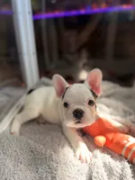 Zeke, a male French Bulldog for sale in Campbellsport, WI – 2 of 10
