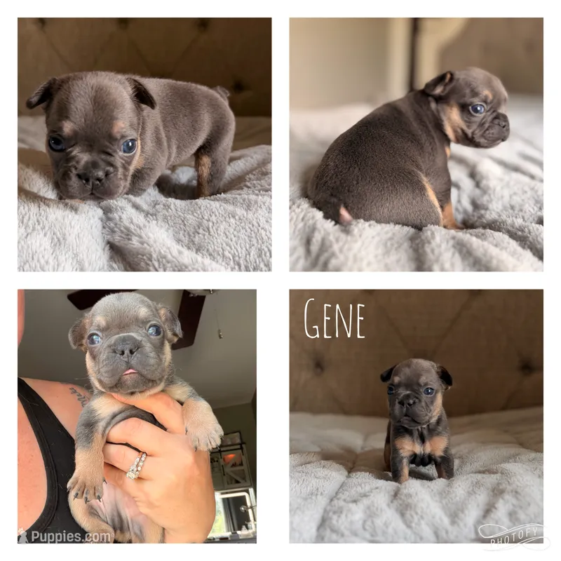 Gene – French Bulldog puppy for sale in Campbellsport, WI