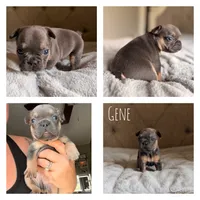 Gene, a male French Bulldog for sale in Campbellsport, WI – 1 of 2