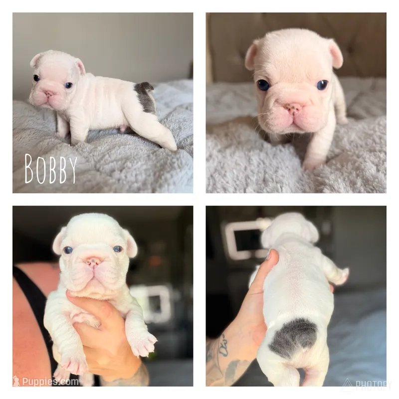 Bobby – French Bulldog puppy for sale in Campbellsport, WI