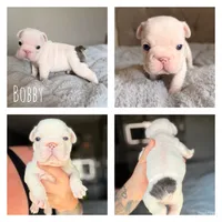 Bobby, a male French Bulldog for sale in Campbellsport, WI – 1 of 1