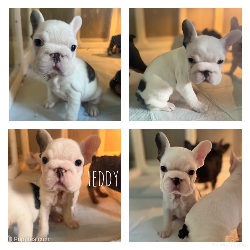 Teddy – French Bulldog puppy for sale in Campbellsport, WI