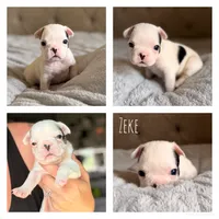 Zeke, a male French Bulldog for sale in Campbellsport, WI – 1 of 4