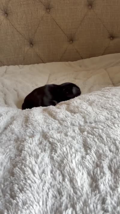 Tina, a female French Bulldog for sale in Campbellsport, WI – 2 of 2