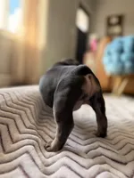 Brinn, a female French Bulldog for sale in Campbellsport, WI – Photo 4 of 6