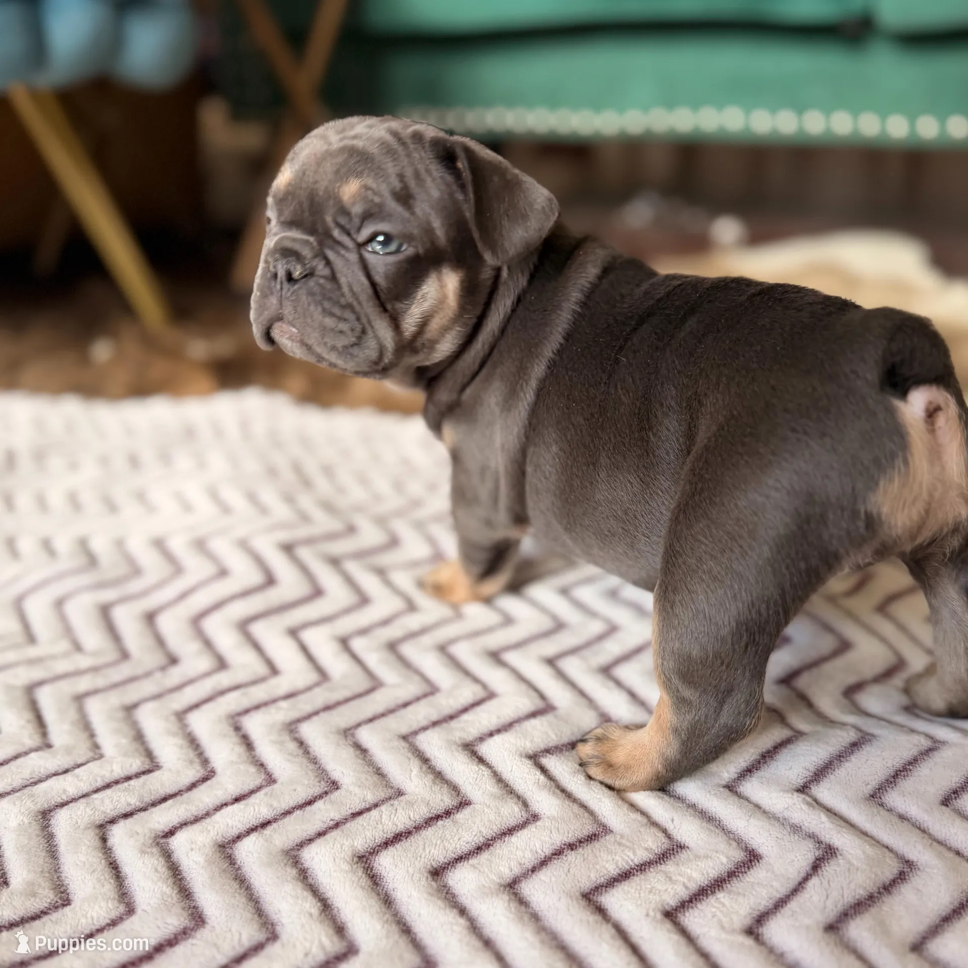 Brinn, a female French Bulldog for sale in Campbellsport, WI – Photo 5 of 6