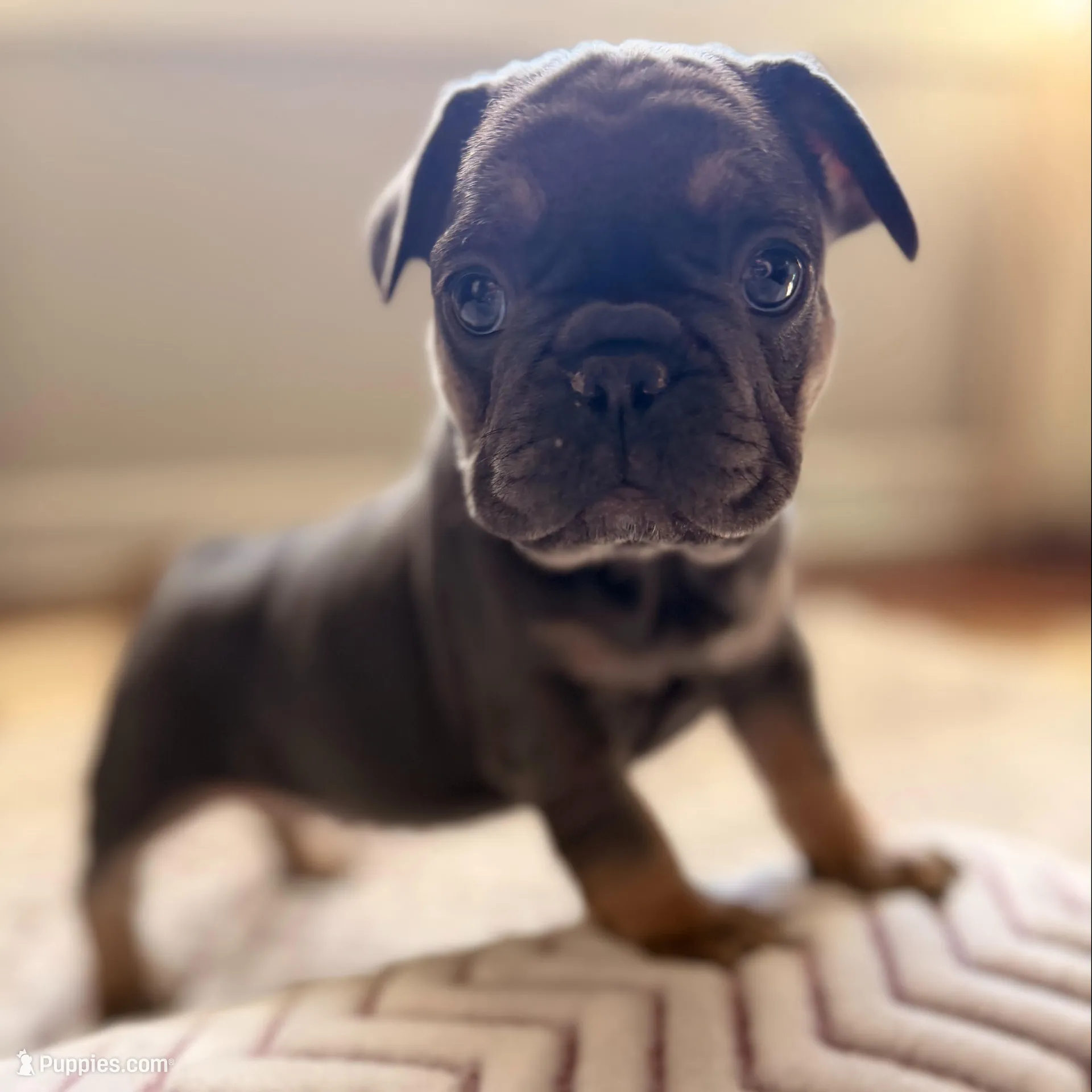 Brinn, a female French Bulldog for sale in Campbellsport, WI – Photo 1 of 6