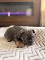 Brinn, a female French Bulldog for sale in Campbellsport, WI – Photo 3 of 6