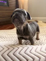 Brinn, a female French Bulldog for sale in Campbellsport, WI – Photo 6 of 6