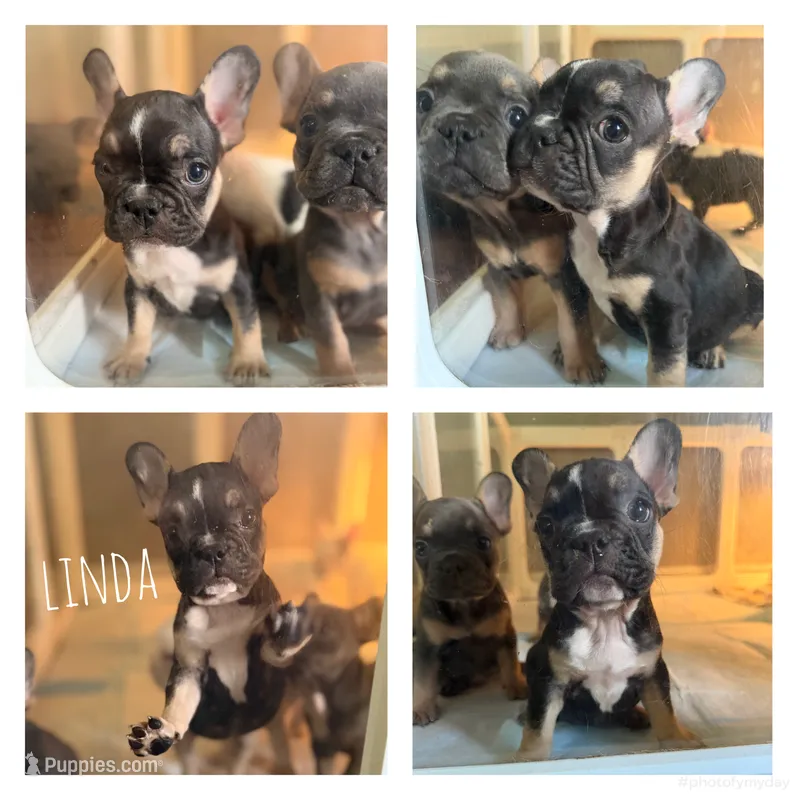 Linda – French Bulldog puppy for sale in Campbellsport, WI