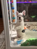 Zeke, a male French Bulldog for sale in Campbellsport, WI – 1 of 10