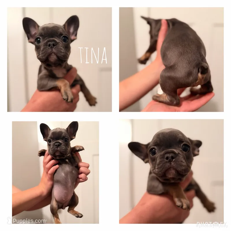 Tina – French Bulldog puppy for sale in Campbellsport, WI