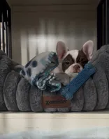 Shelby, a female French Bulldog for sale in Campbellsport, WI – 2 of 10