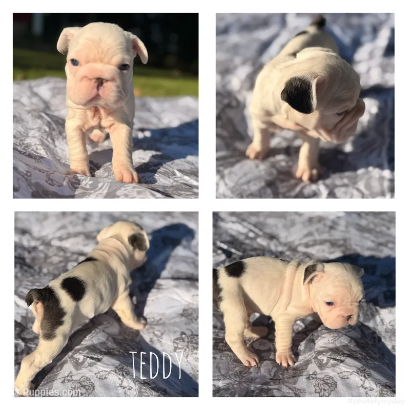 Teddy – French Bulldog puppy for sale in Campbellsport, WI