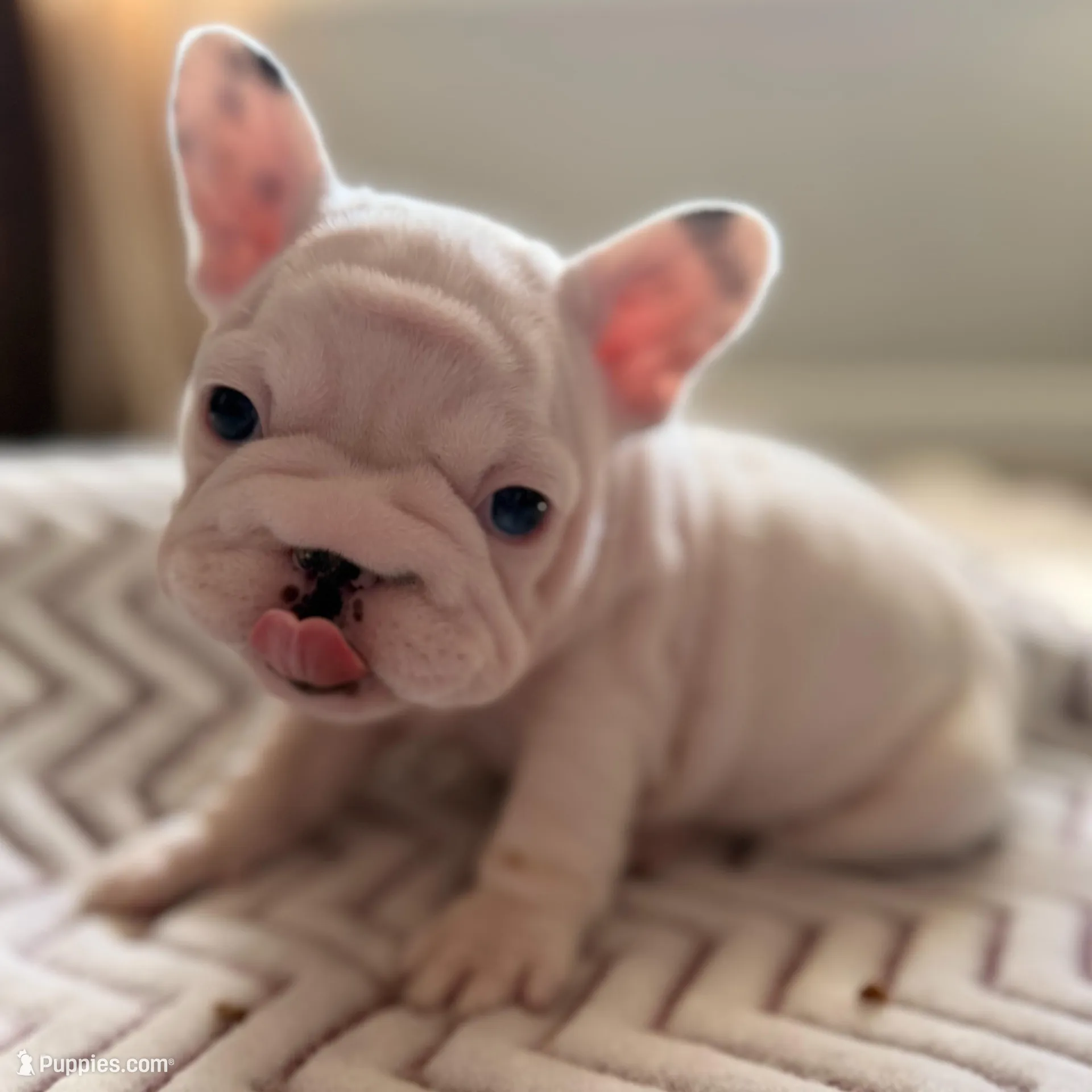 Black Butt, a male French Bulldog for sale in Campbellsport, WI – Photo 2 of 6