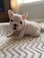 Black Butt, a male French Bulldog for sale in Campbellsport, WI – Photo 3 of 6