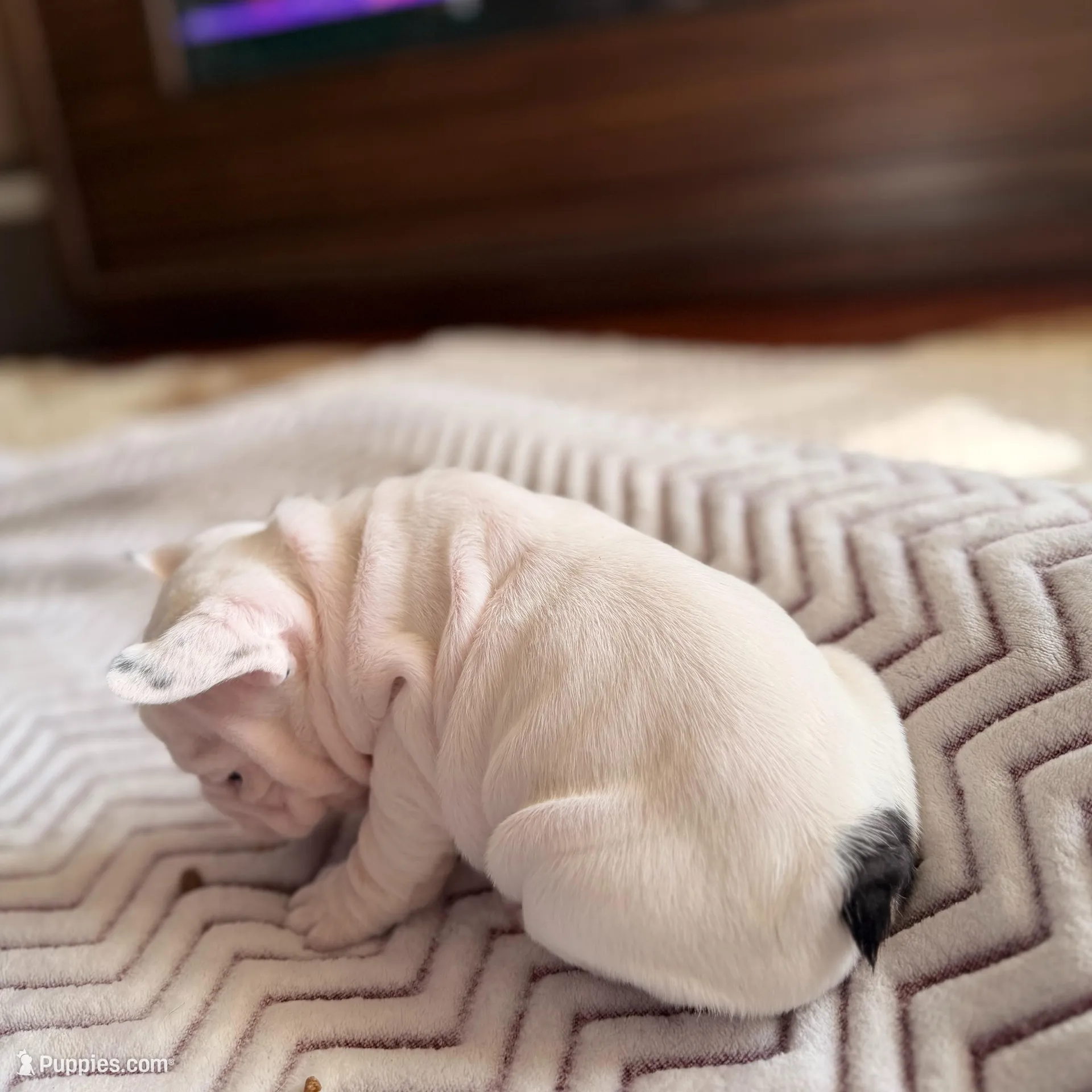 Black Butt, a male French Bulldog for sale in Campbellsport, WI – Photo 5 of 6