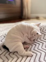 Black Butt, a male French Bulldog for sale in Campbellsport, WI – Photo 6 of 6