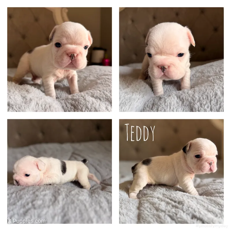 Teddy – French Bulldog puppy for sale in Campbellsport, WI