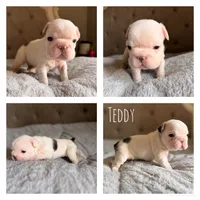 Teddy, a male French Bulldog for sale in Campbellsport, WI – 1 of 2