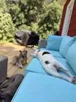 Shelby, a female French Bulldog for sale in Campbellsport, WI – 5 of 10