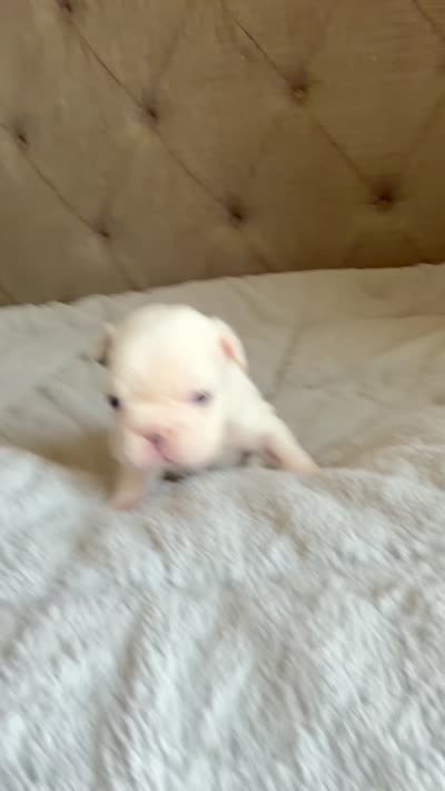 Teddy, a male French Bulldog for sale in Campbellsport, WI – 2 of 2
