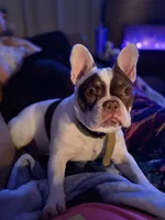 Shelby, a female French Bulldog for sale in Campbellsport, WI – 4 of 10