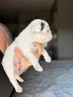 Zeke, a male French Bulldog for sale in Campbellsport, WI – 3 of 4