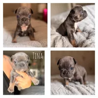 Tina, a female French Bulldog for sale in Campbellsport, WI – 1 of 2