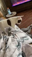 Shelby, a female French Bulldog for sale in Campbellsport, WI – 3 of 10