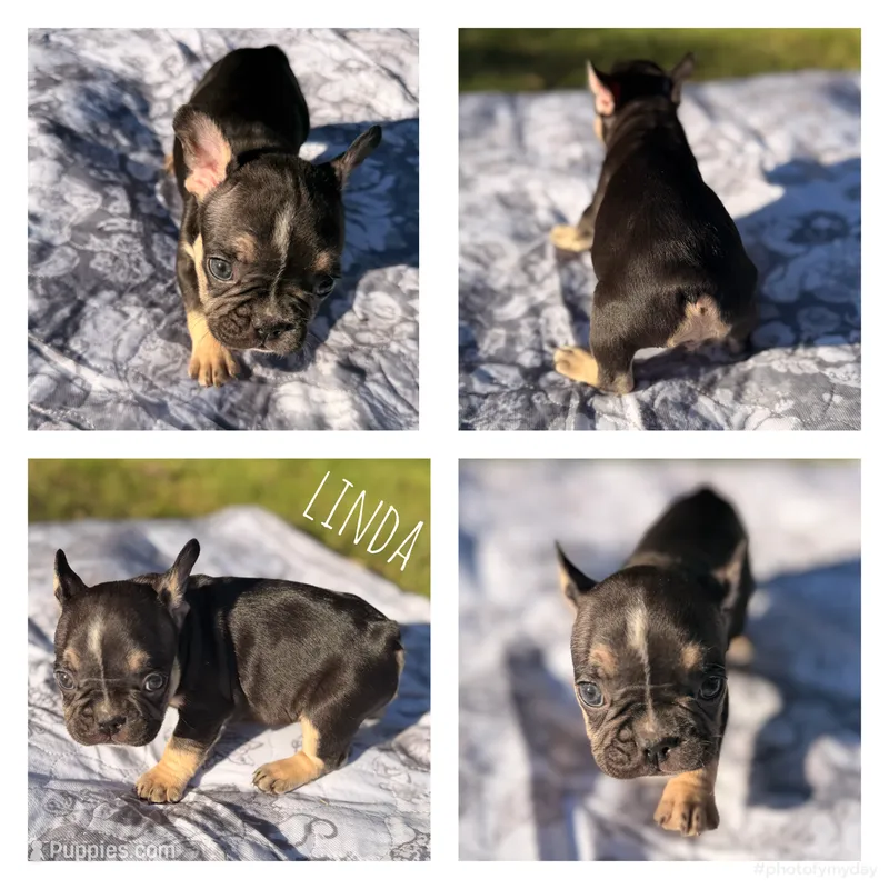 Linda – French Bulldog puppy for sale in Campbellsport, WI